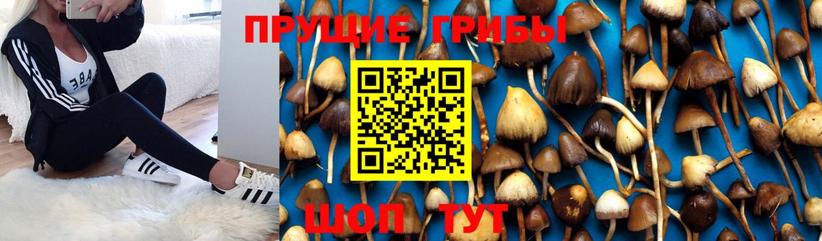 Псилоцибиновые грибы Psilocybe Краснокаменск